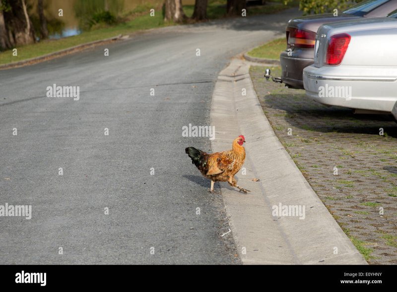 Chicken road in Spain